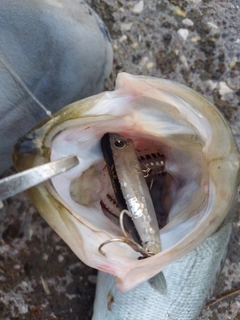 セイゴ（ヒラスズキ）の釣果