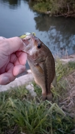 ラージマウスバスの釣果