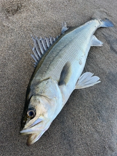 スズキの釣果