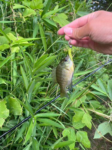 ブルーギルの釣果