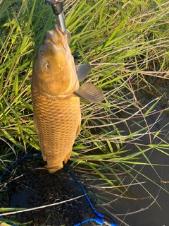 コイの釣果