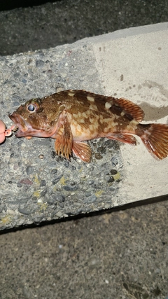 カサゴの釣果