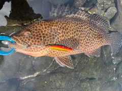 オオモンハタの釣果