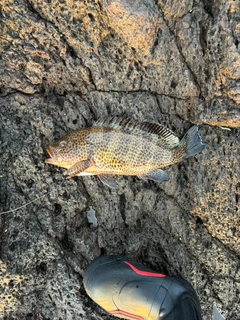 オオモンハタの釣果