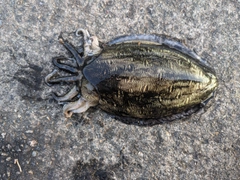 モンゴウイカの釣果