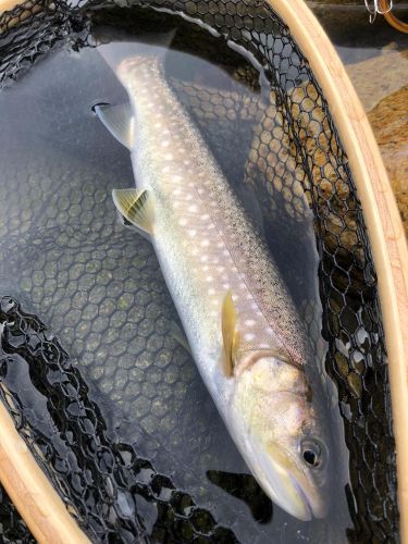 イワナの釣果