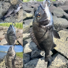 クロダイの釣果