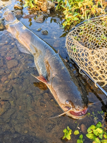 ニホンナマズの釣果