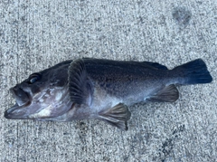 クロソイの釣果