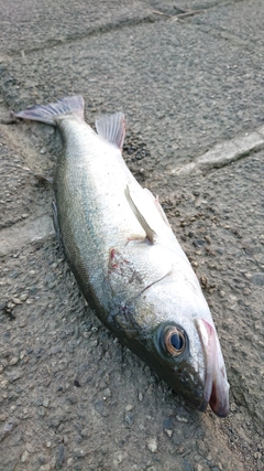 フッコ（マルスズキ）の釣果