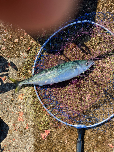 サバの釣果