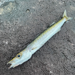 タイワンカマス