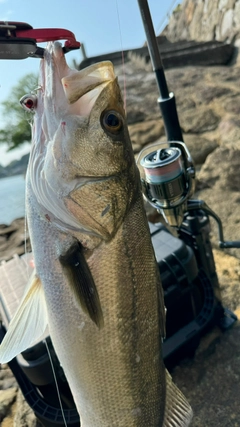 スズキの釣果