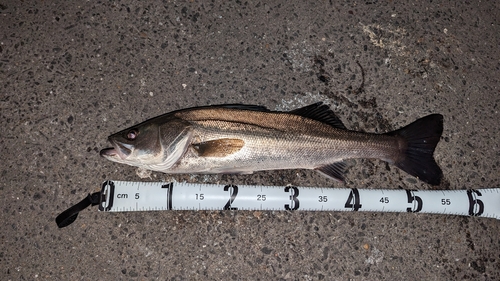 スズキの釣果