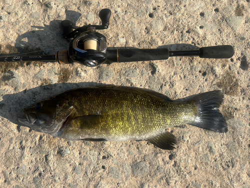 ブラックバスの釣果