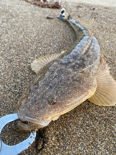 マゴチの釣果