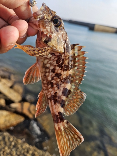 カサゴの釣果