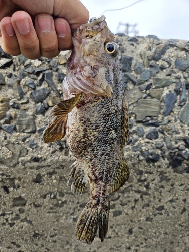 ムラソイの釣果