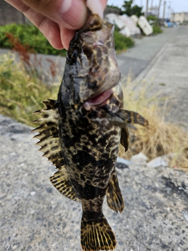 タケノコメバルの釣果