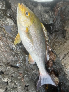 イサキの釣果