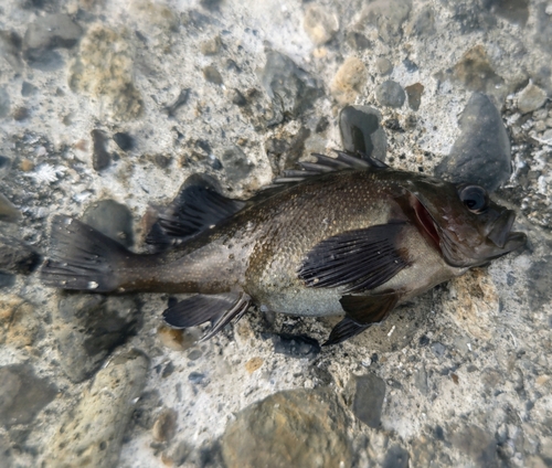 エゾメバルの釣果