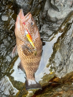 オオモンハタの釣果