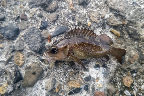 エゾメバルの釣果