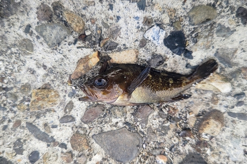 エゾメバルの釣果