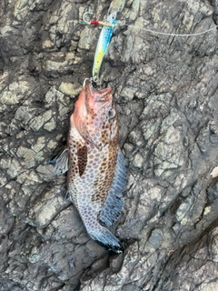 オオモンハタの釣果