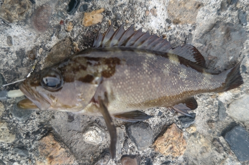 エゾメバルの釣果