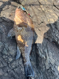 オオモンハタの釣果