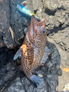 オオモンハタの釣果