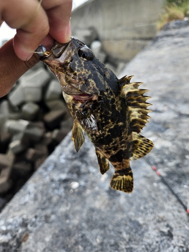 タケノコメバルの釣果