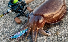 モンゴウイカの釣果