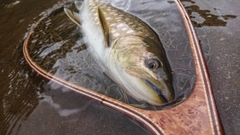 アメマスの釣果