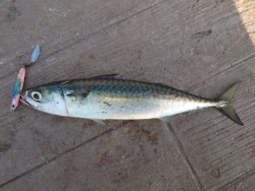 マサバの釣果