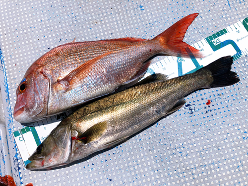 シーバスの釣果