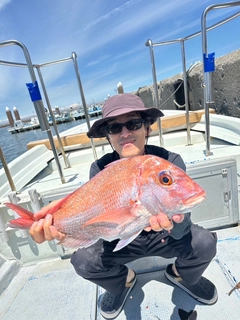 マダイの釣果