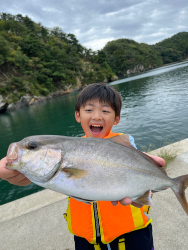 カンパチの釣果