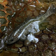 イワナの釣果