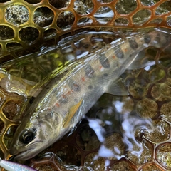 ヤマメの釣果