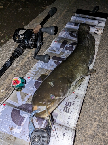 ナマズの釣果