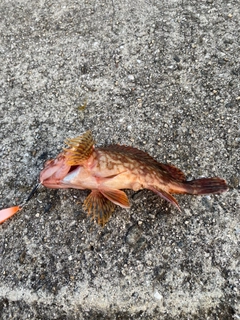 カサゴの釣果