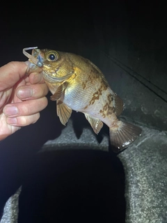 アカメバルの釣果