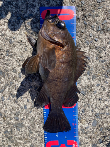 メバルの釣果