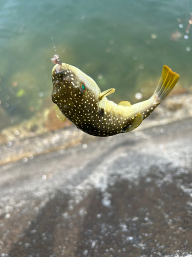 クサフグの釣果