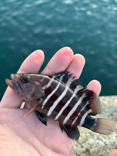 マハタの釣果