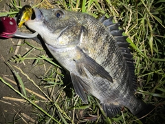 クロダイの釣果