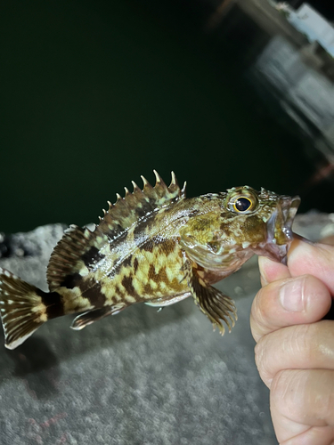 カサゴの釣果