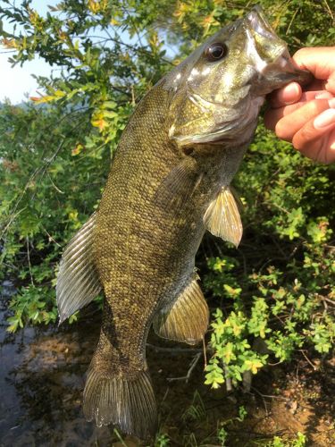 スモールマウスバスの釣果